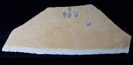 Terebratula sp. MUELLER 1776 - Bild &copy; FossNet FossilienStore